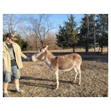 3y/o intact wine colored jack donkey  45in tall