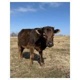 Jeffee is a mini highland cross x mini zebu