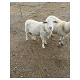 15 month old ram. Great breeder so far.