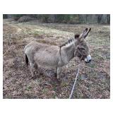 Miniature Jenny Donkey Halter broke 32-33'