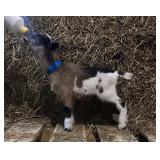 Nigerian Dwarf buck kid born 3/10/26