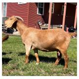 2y/o ABGA Fullblood doe with ABGA buckling