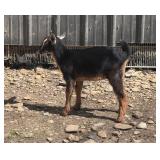Mini Nubian Doeling