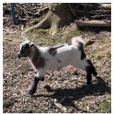 Tiny Tri Colored Nigerian Dwarf Billy