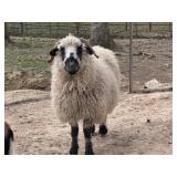 Registered F1 Valaise Ewe, extremely gentle,