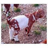 Gorgeous Boer buckling can be ABGA 50% Reg