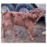 Bottle baby 24in tall Micro mini highpark heifer