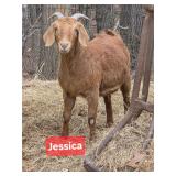 Spanish Boer Mixed Doe. Ready to start a family