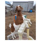 Commercial Boar doe. DOB 12/09/25