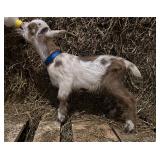 Nigerian Dwarf buck kid born 3/11/26