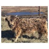 Yearling Mini dun Highlander Started on halter