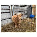 Tiny Nigerian Dwarf Buckling, weaned & eating good
