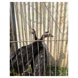 2 black slate turkey poults 2 months old