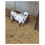 Registered adga buck, born feb. 8th, 2026.