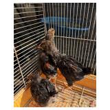 3 gold laced Wyandotte, 1 months old