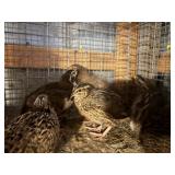 11 Coturnix Quail will be 6 weeks old