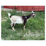 Nigerian Dwarf Fiona born 5-20-2026