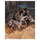 4 blue laced red Wyandotte, 1 months old
