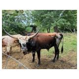 Mini Texas Longhorn bull, see description