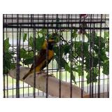 1 male 1 female Orange Weaver Finches