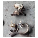 Lot of Goat Skulls and a Few Horns, pig tusk