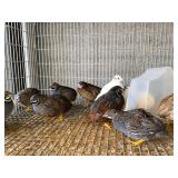 Button quail pair