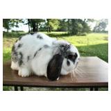 Mini mouse one year old pedigreed mini lop, doe