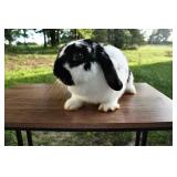Molly is a one year old pedigreed mini lop
