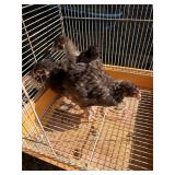 3 English chocolate Orpington, 1 months old