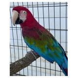 Rico ~ Gorgeous Green Wing Macaw