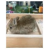 Netherland dwarf agouti/chestnut buck, partial Ped