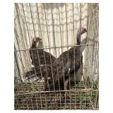 2 Bronze turkey poults 3 months old