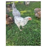 3-Wyandotte Chicks, color variety