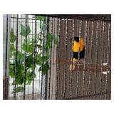 Trio of Orange Weaver Finches 1 male 2 female