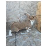 Flopsy. 6 mo old broken red new zealand doe.