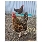 3y/o trio of wyandottes, 1 Roo 2 Hens