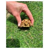 Four month old Sulcata hatchling