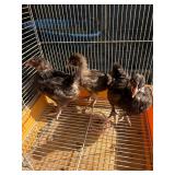 3 English chocolate Orpington, 1 months old