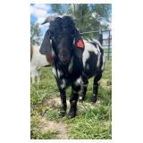 2y/o Dapple Boer Billy, super friendly!!!