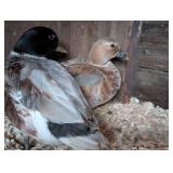 Blue Butterscotch Call Duck Pair, Hatched 2026