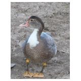 14 wk old blue barred with white ribbon Muscovy