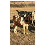 2y/o Dapple Boer Billy, super friendly!!!