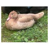 Chocolate Shaded Muscovy Duck Hen