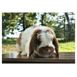 Gregory is a one year old pedigreed mini lop
