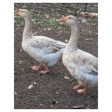 Pair of American buff geese, 4H show Champions!!