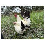 Young Pair of White black tailed Japs