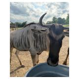 Female Wildebeest (2 years old) super tame!