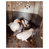6 mixed bantam, both pullets and Roos