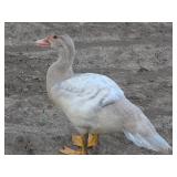 14 wk old lilac Muscovy that appears to be a hen
