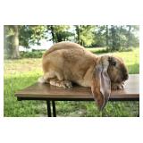 Georgie is a 2 year old velveteen lop, very sweet